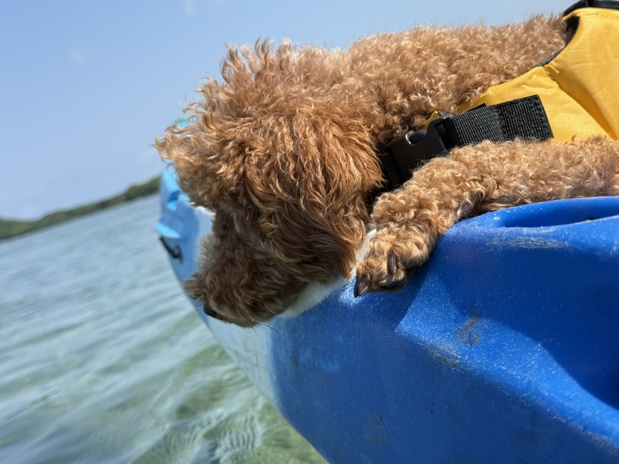 安定性抜群のカヌーで、わんちゃんと遊ぶ、非日常のひととき