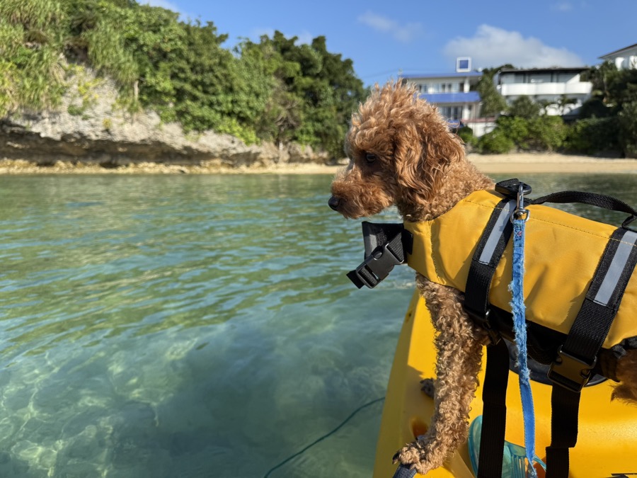 ガイドが撮る無料の写真で、石垣島でペットと遊ぶ「最高の瞬間」を思い出に
