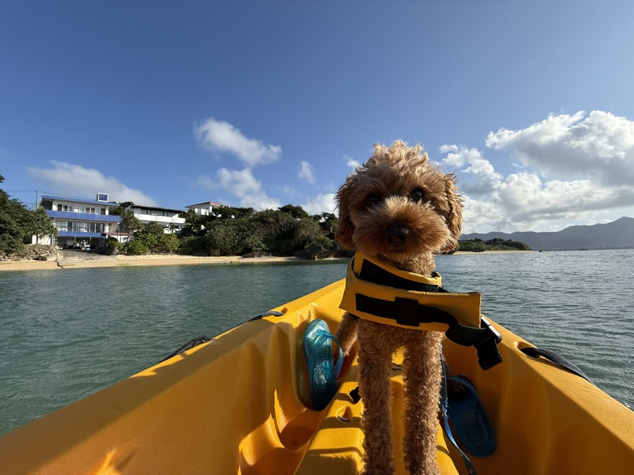 愛犬と過ごす石垣島の特別な体験を、今すぐご予約ください