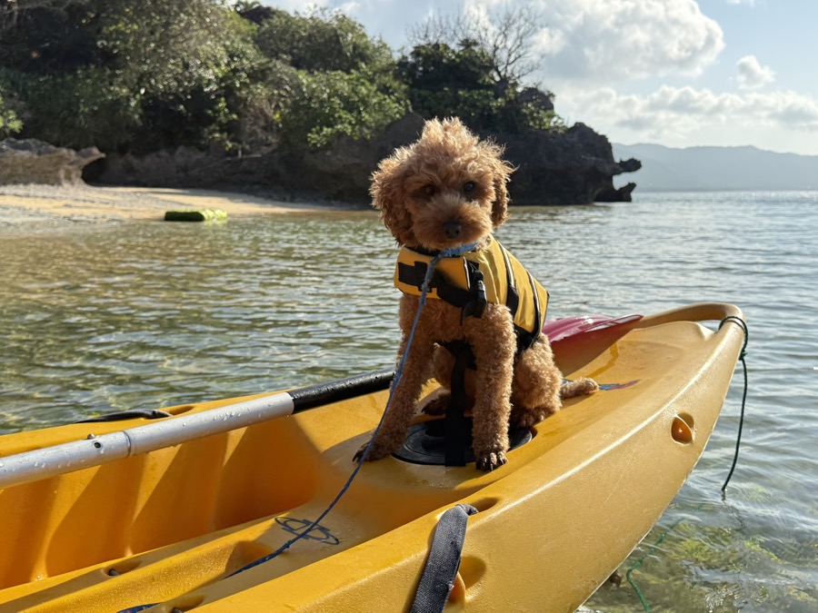 ここなら、わんちゃんの笑顔も、石垣島の絶景も、すべて独り占め