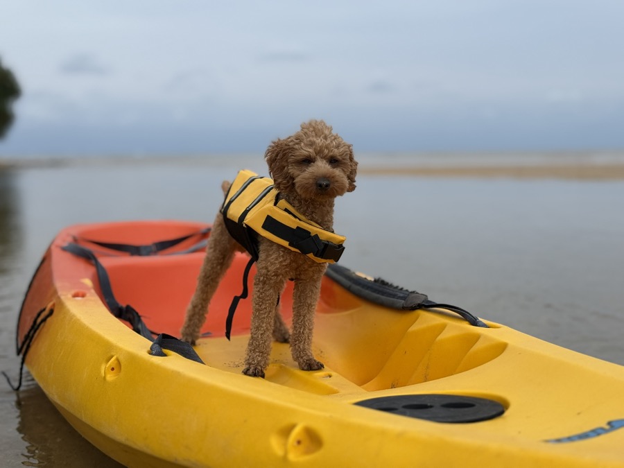 「ペットと一緒に石垣島で遊びたい」