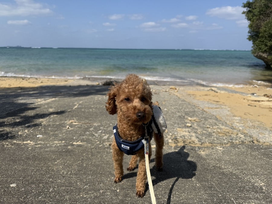 さあ、愛犬とカヌーに乗り込み、石垣島最大級のマングローブ探検へ