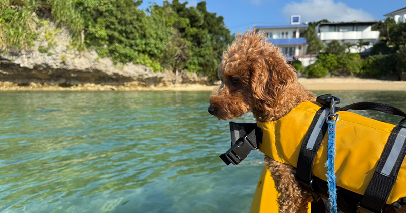 石垣島ペット同伴カヌーツアー